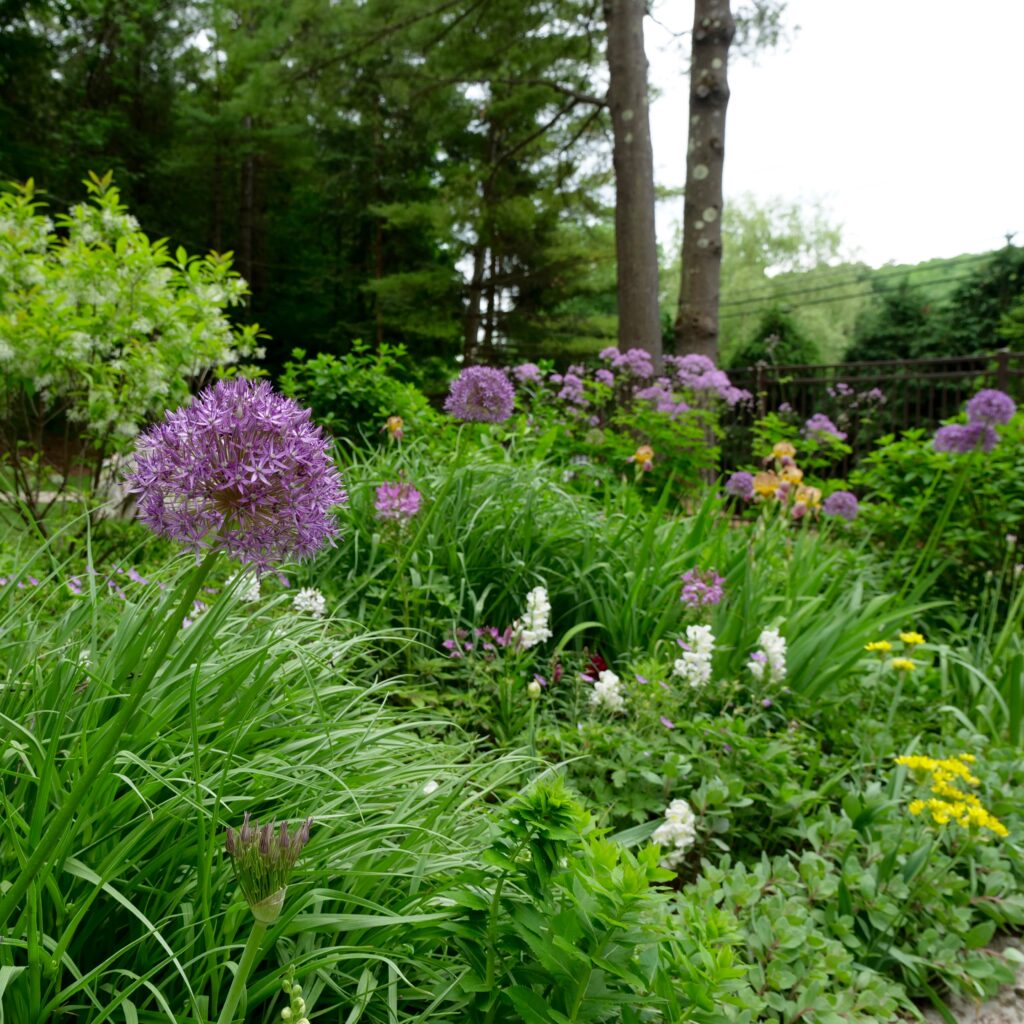 Late Spring Garden Featuring Allium