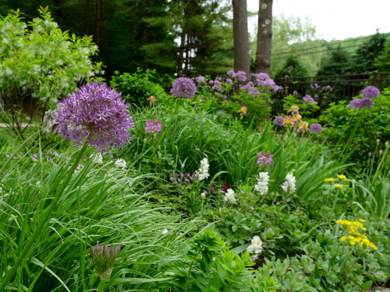 Late Spring Garden with Allium and Iris