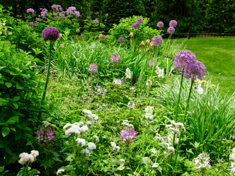 Mixed Spring Garden