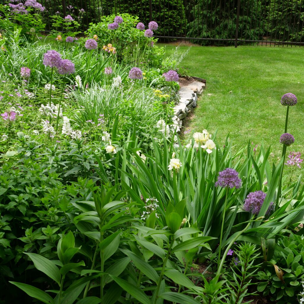 Spring Garden with Allium
