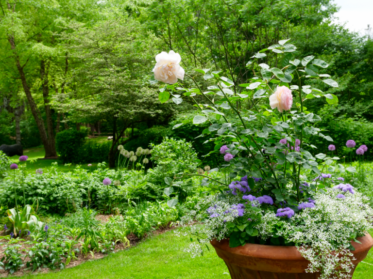Container Garden Featuring Roses
