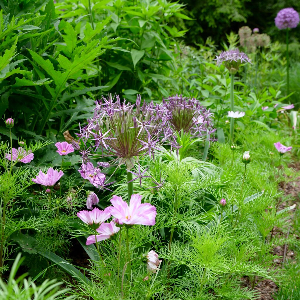 Whimsical Spring Pairing of Allium & Cosmos