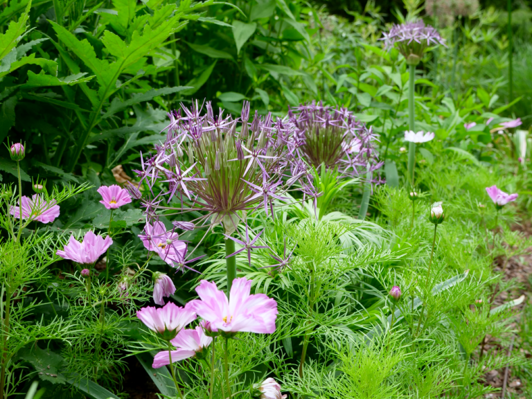 Whimsical Pairing of Allium & Cosmos