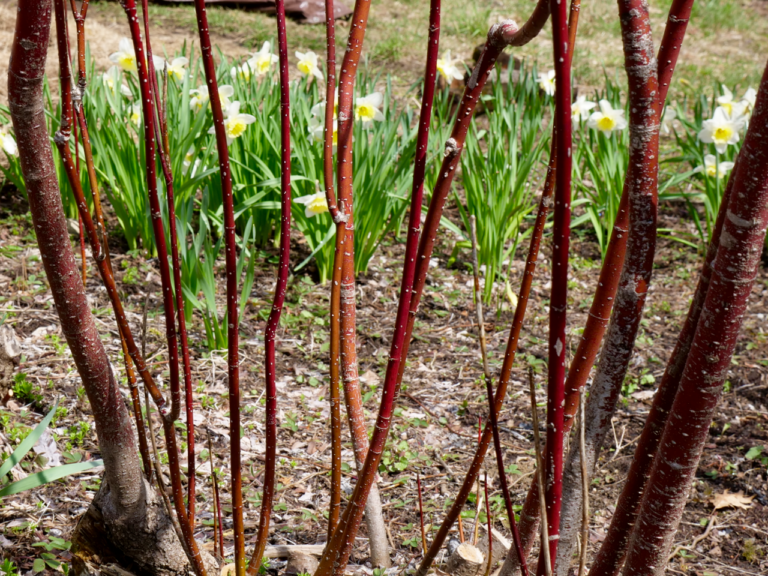 Red Twig Dogwood & Daffodil