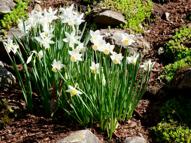 Early Spring Narcissus