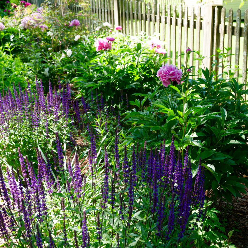 Late Spring Garden Featuring Peonies & Salvia