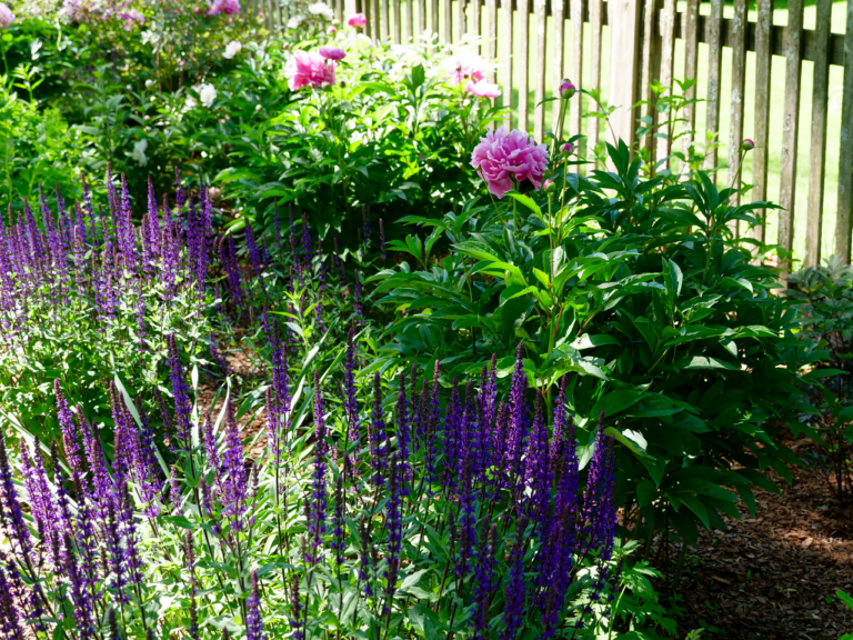 Late Spring Garden with Peony & Salvia