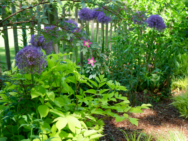 Spring Garden Featuring Allium & Aralia