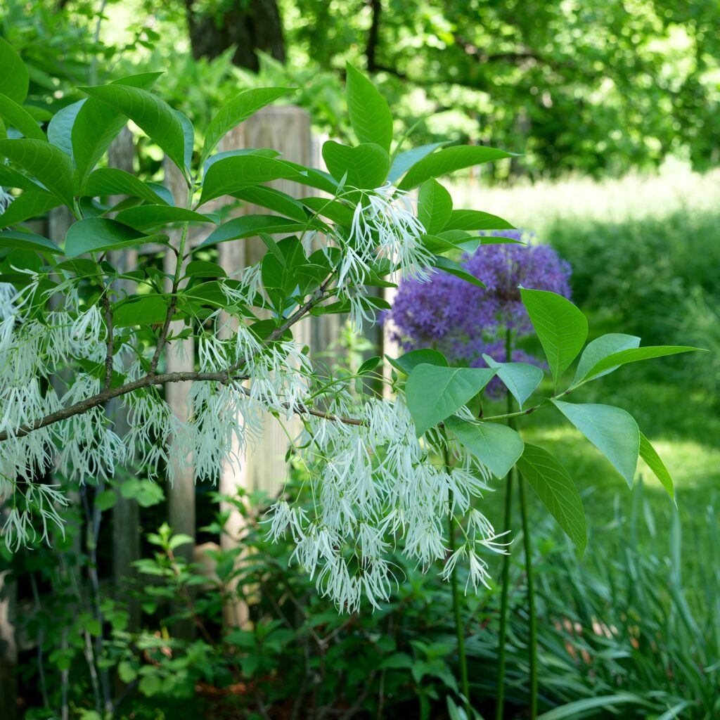 Fringe Tree Close Up w/ Allium