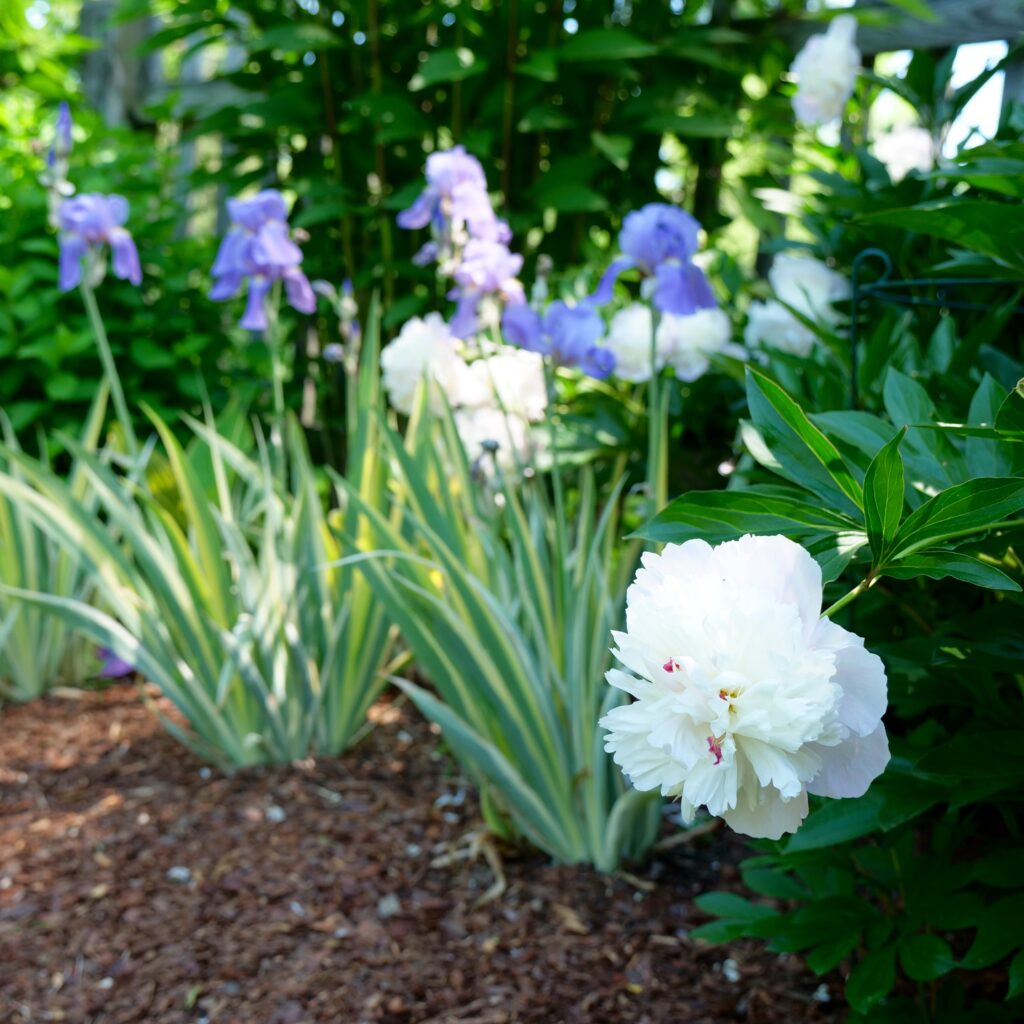 Late Spring Garden Featuring Iris & Peony