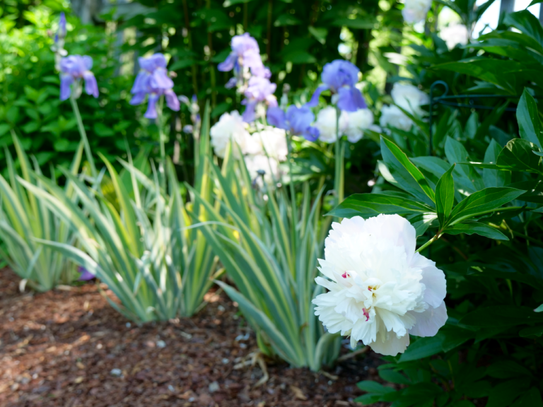 Iris & Peony Pairing