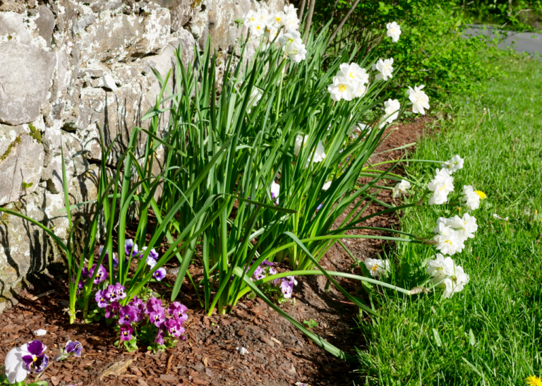 Early Spring Garden with Narcissus & Pansy