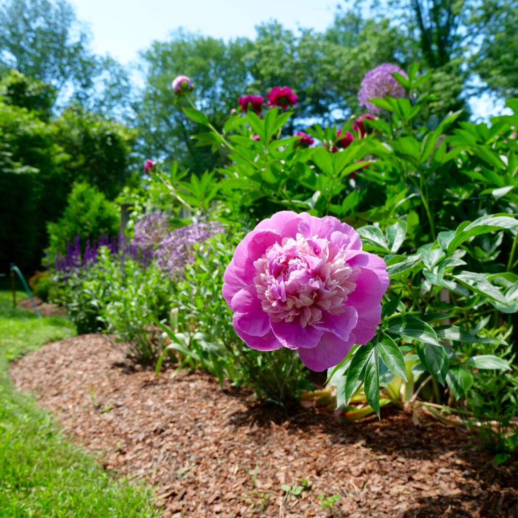 Late Spring Garden with Mixed Peonies