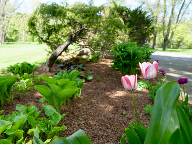 Early Spring Garden Bed