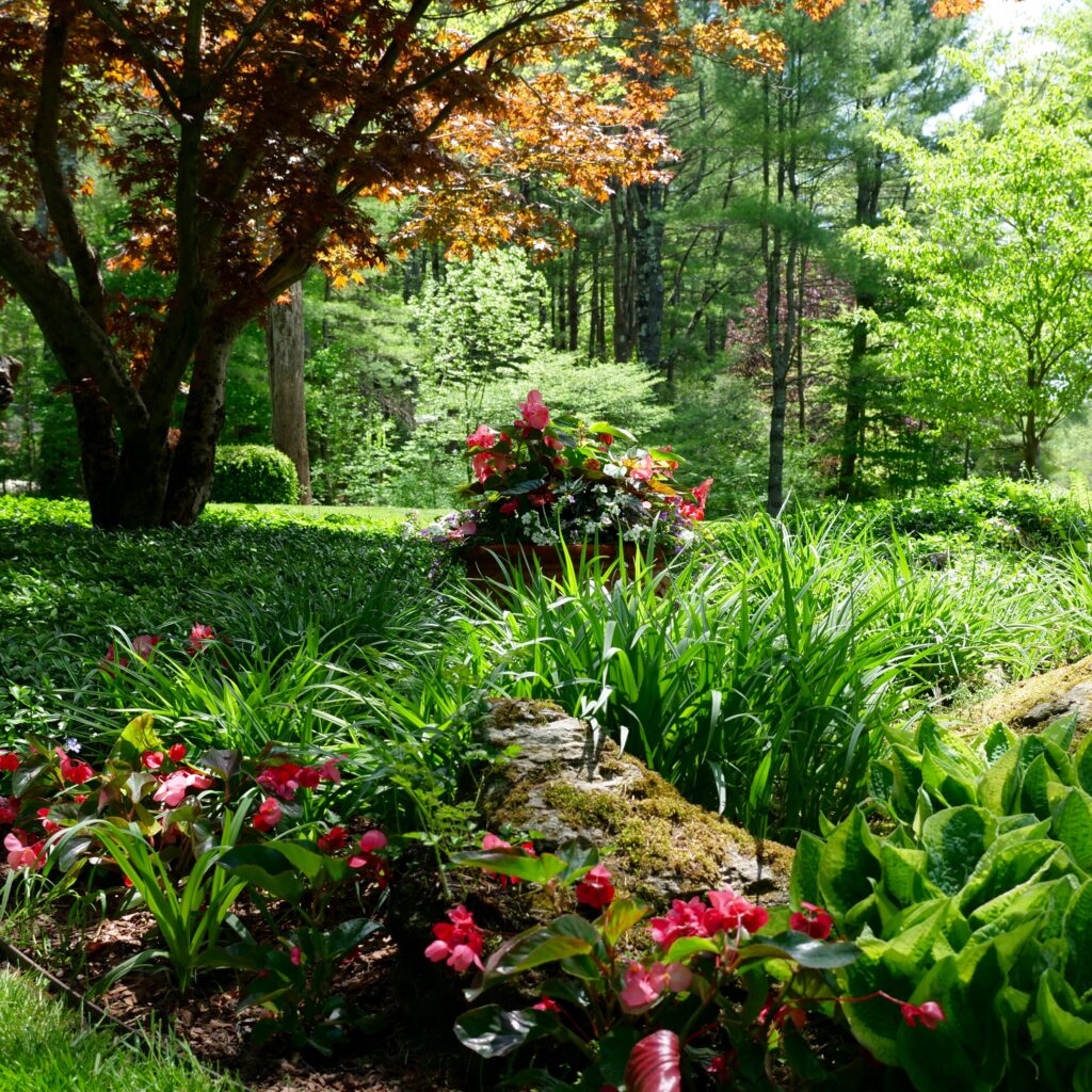 Spring Shade Garden with Begonia Pot