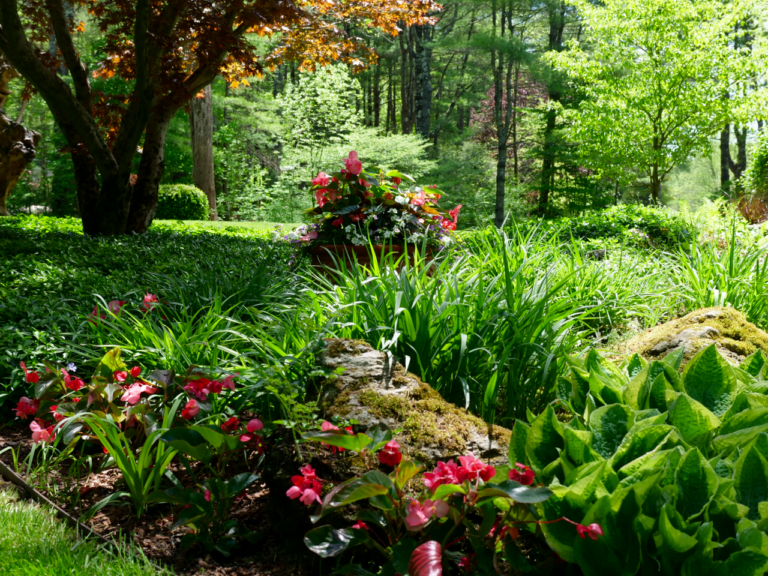 Spring Shade Garden with Begonia Pot