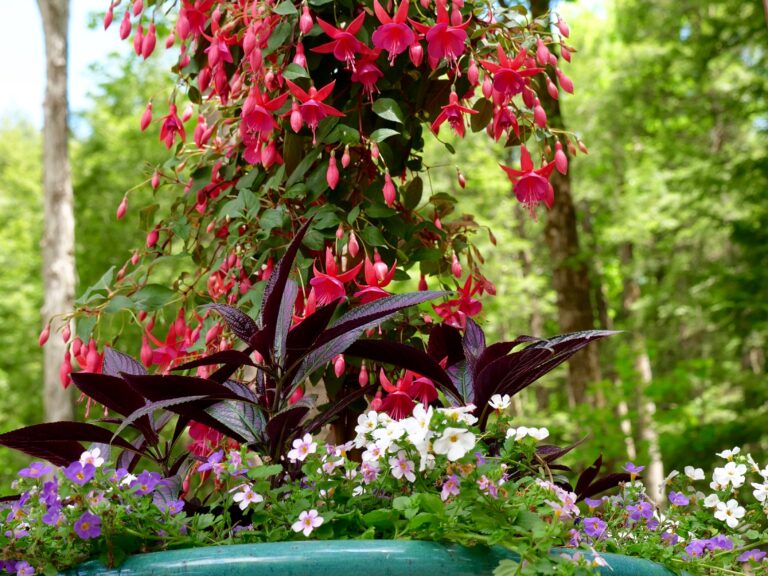 Fuchsia Shade Container Garden