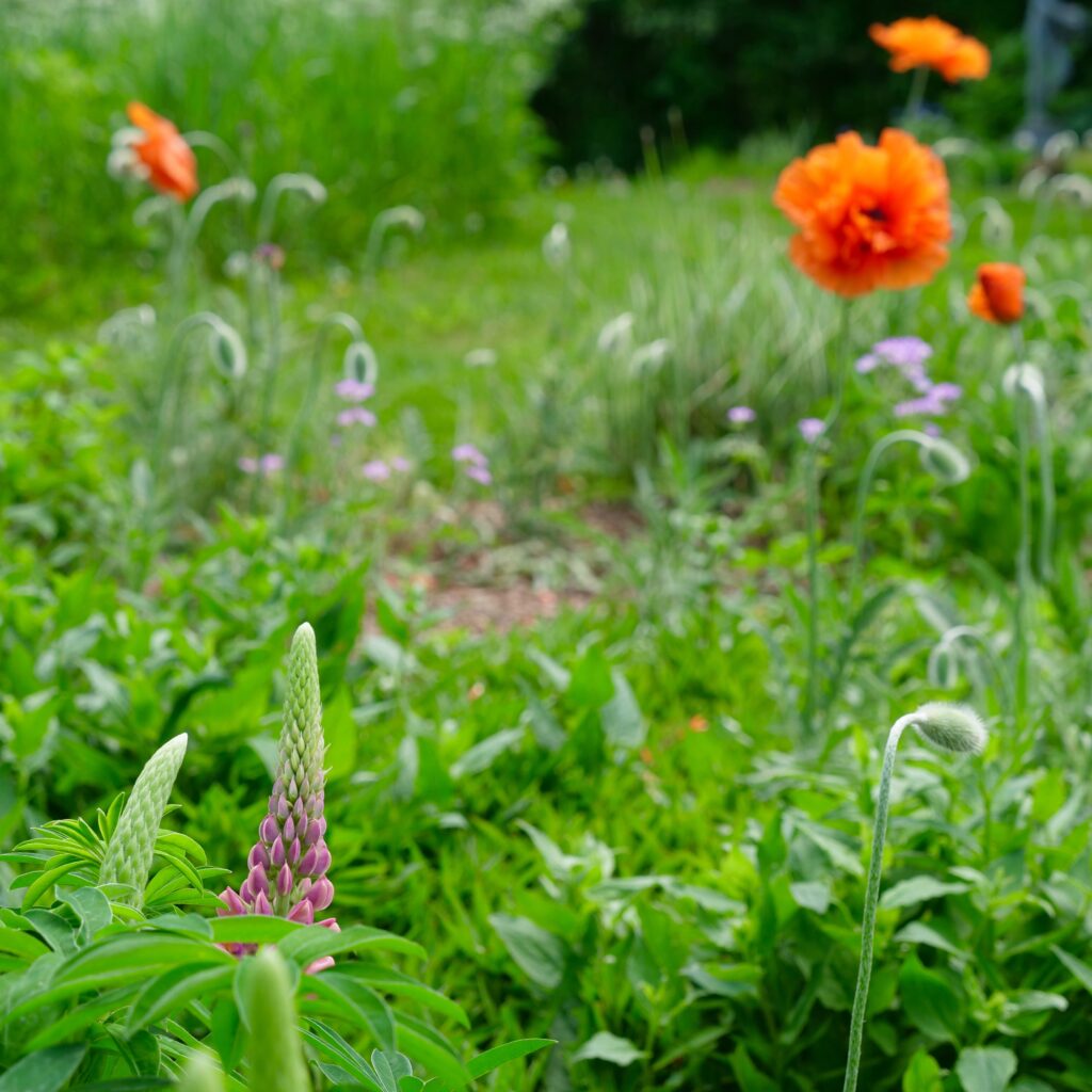 Field Garden with Poppies & Lupin