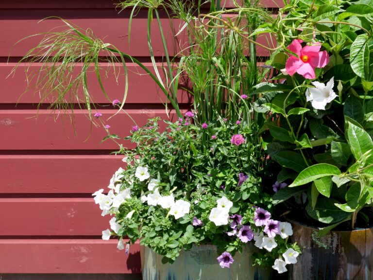 Mixed Texture Container Garden