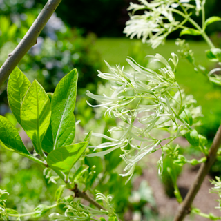 Read more about the article Our Signature Planting: The Fringe