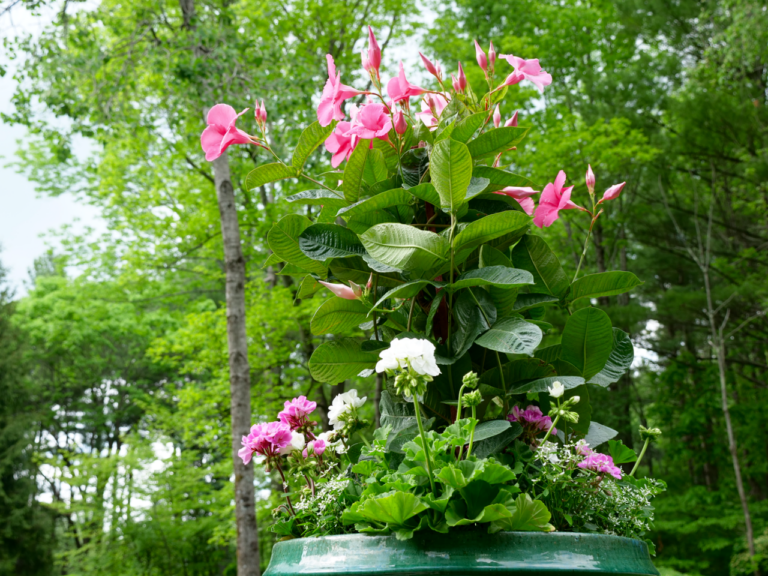 Summer Container Garden Featuring Mandevilla