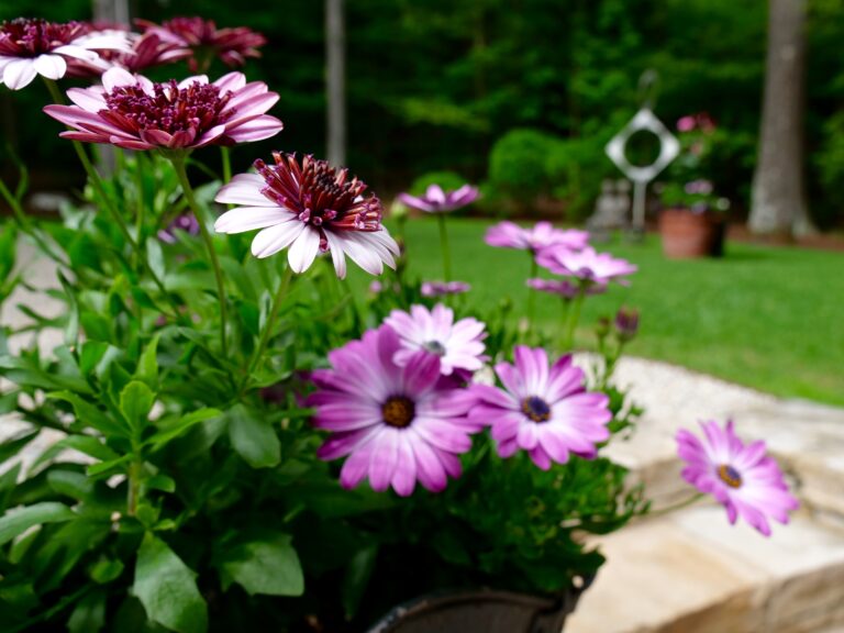 African Daisy Pot