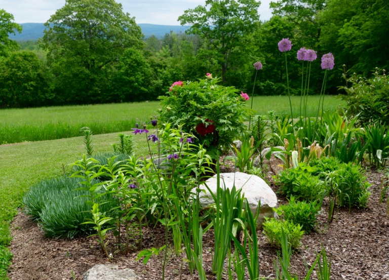 Late Spring Garden with Allium and Peony