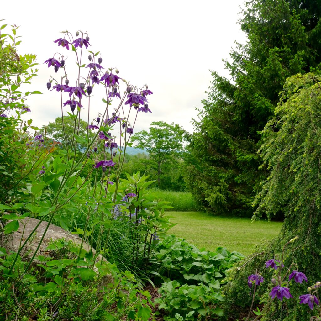 Native Columbine