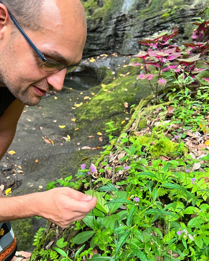 Verbena in Jungle