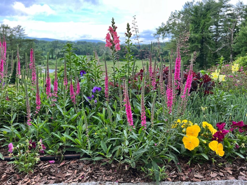 Perennials and Annuals in a Small Garden Space