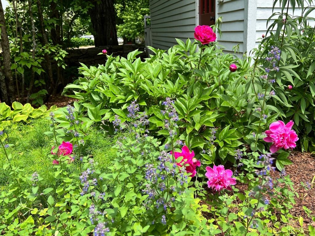 Nepeta and Peonies