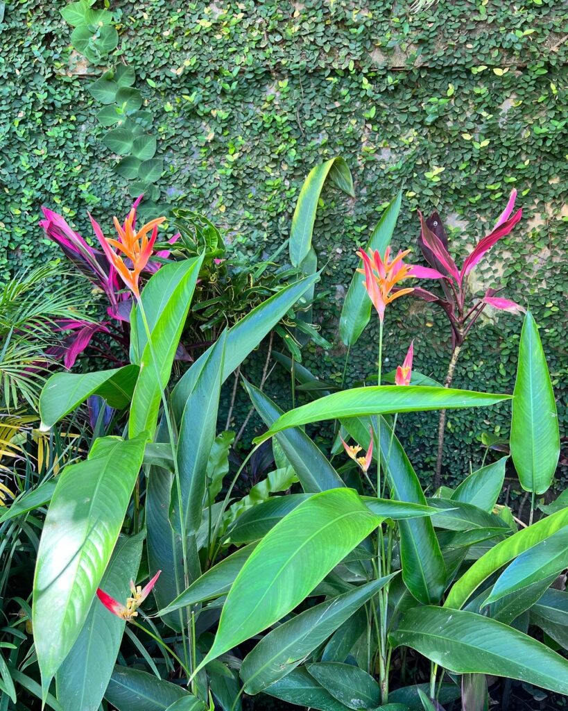 Cordyline and Heliconia
