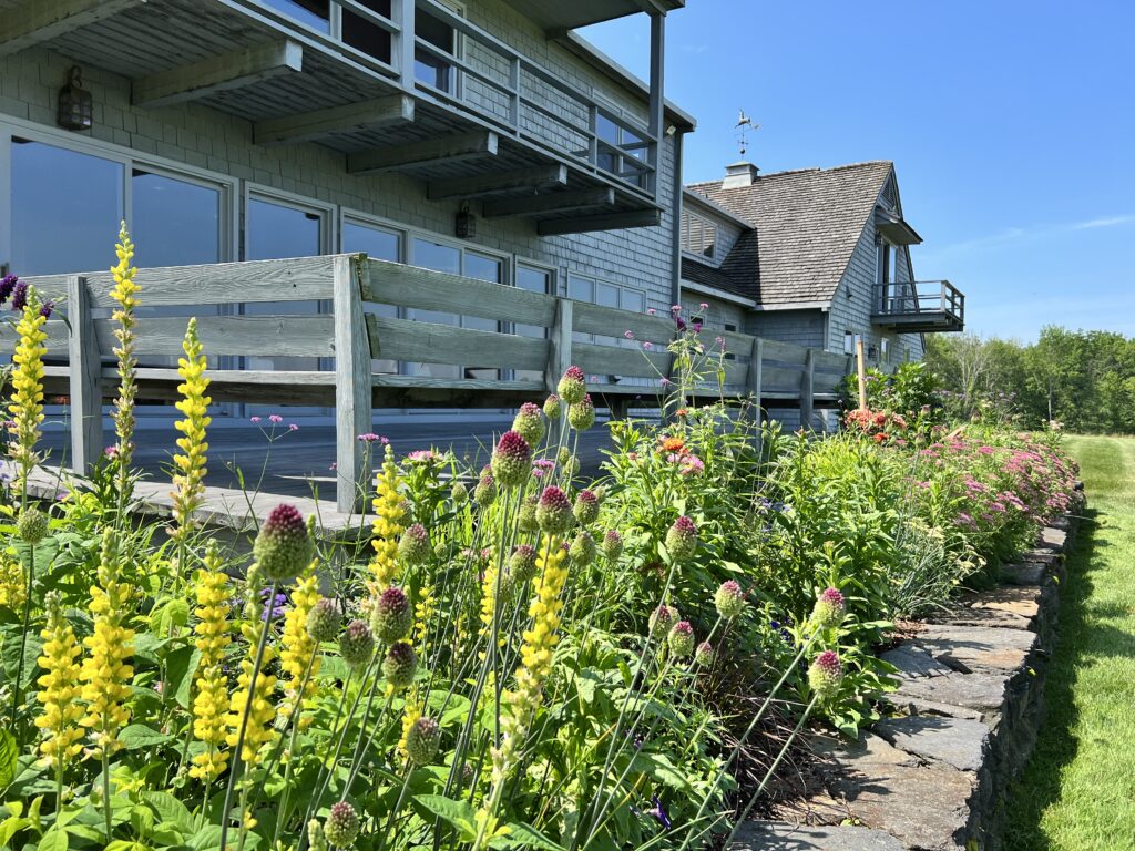 Tall Perennials in Small Garden Space