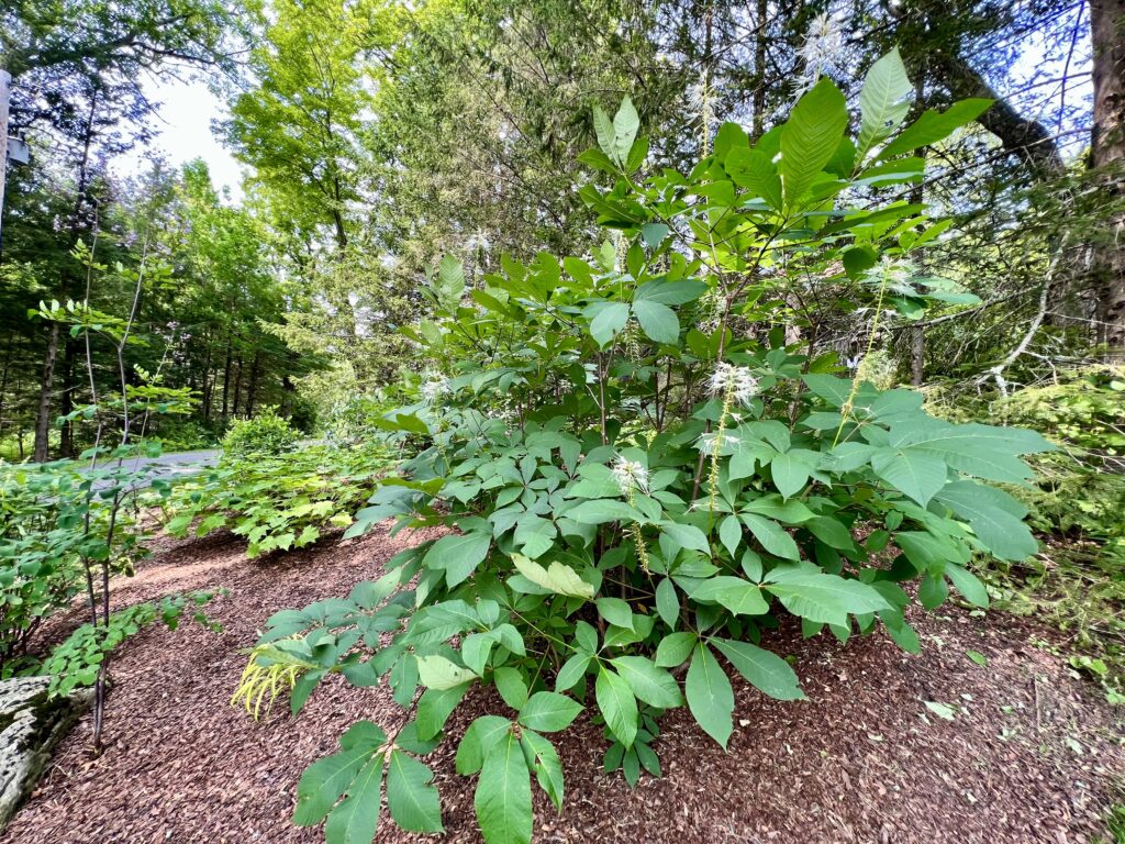 Buckeye in a Shade Garden