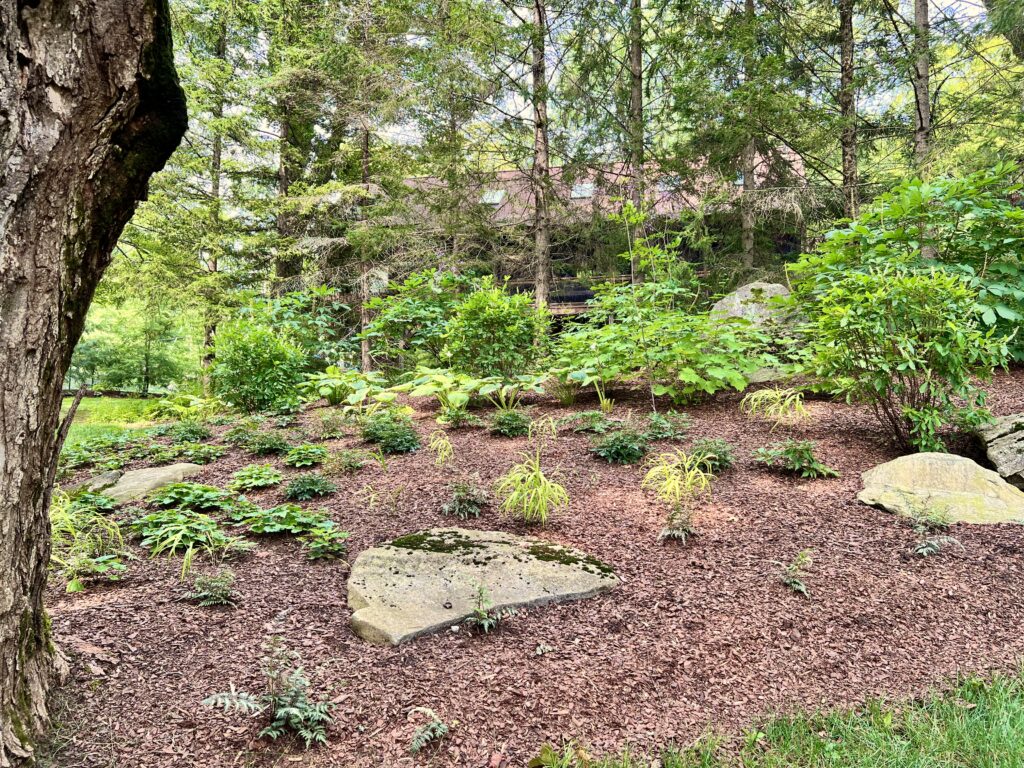 Late Summer Shade Garden