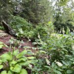 Shade Garden for the Seasons