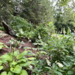 Shade Garden for the Seasons