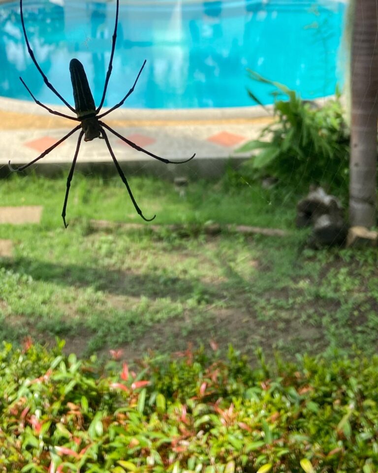 Spider in Thailand