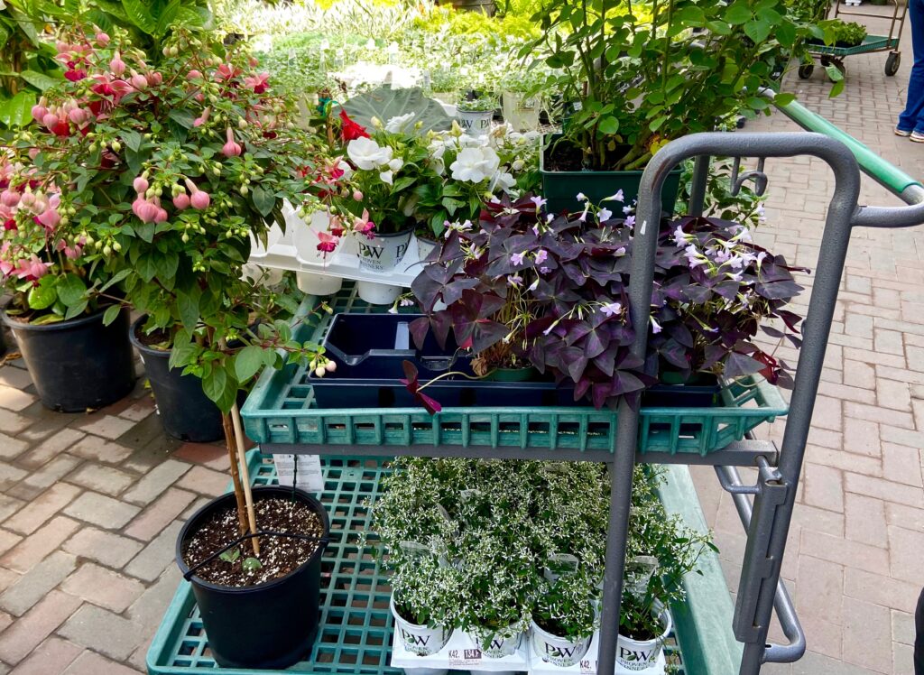 Shopping Cart full of Annual Plants