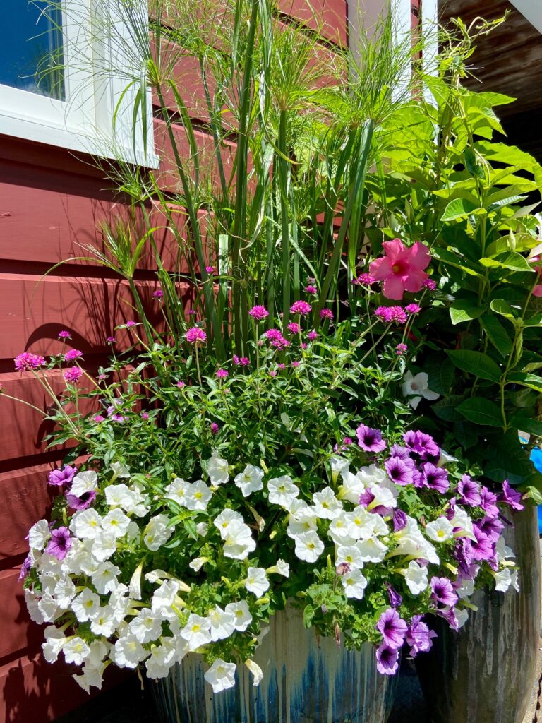 Summer Pot in the Sun - Petunia, Papyrus, Gomphrena