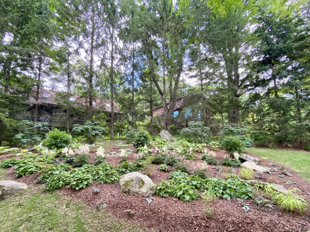 Astilbe blooms in the shade