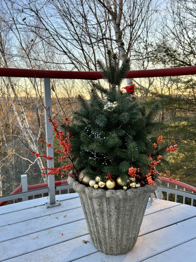 small evergreen tree