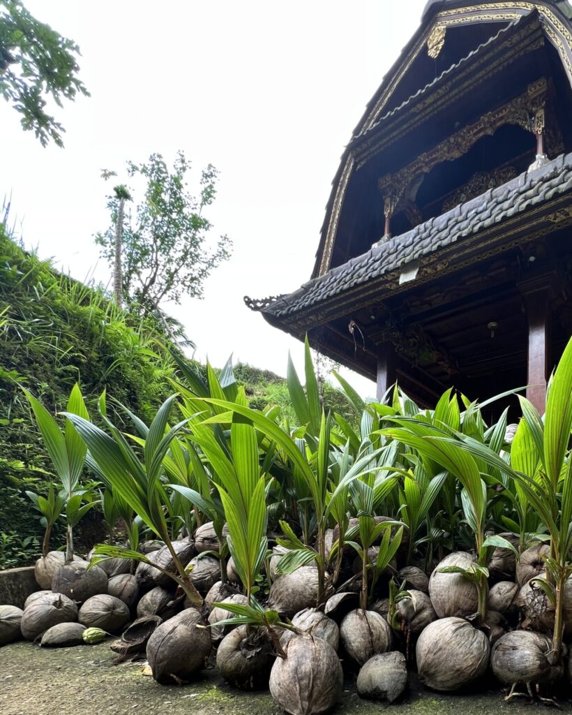 Coconut seedlings