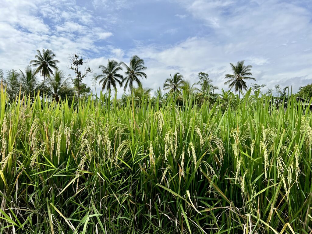 Rice field in Bali