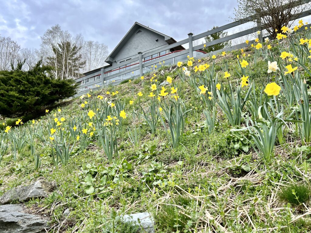 A Sea of Daffodils