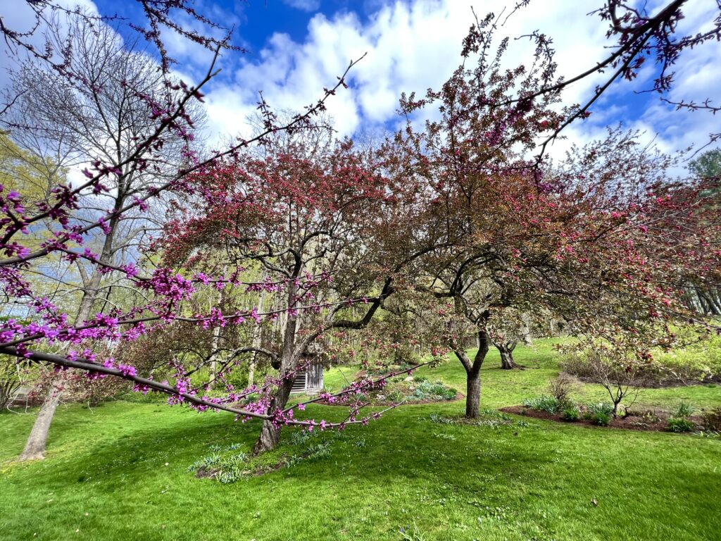 Spring Flowering Redbud and Quince