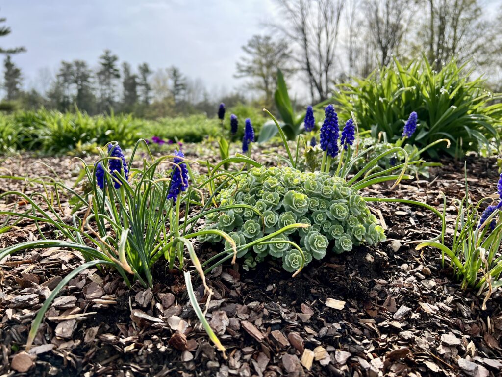 Spring Grape Hyacinth