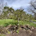 10 Pruning Tips for Spring Pruning