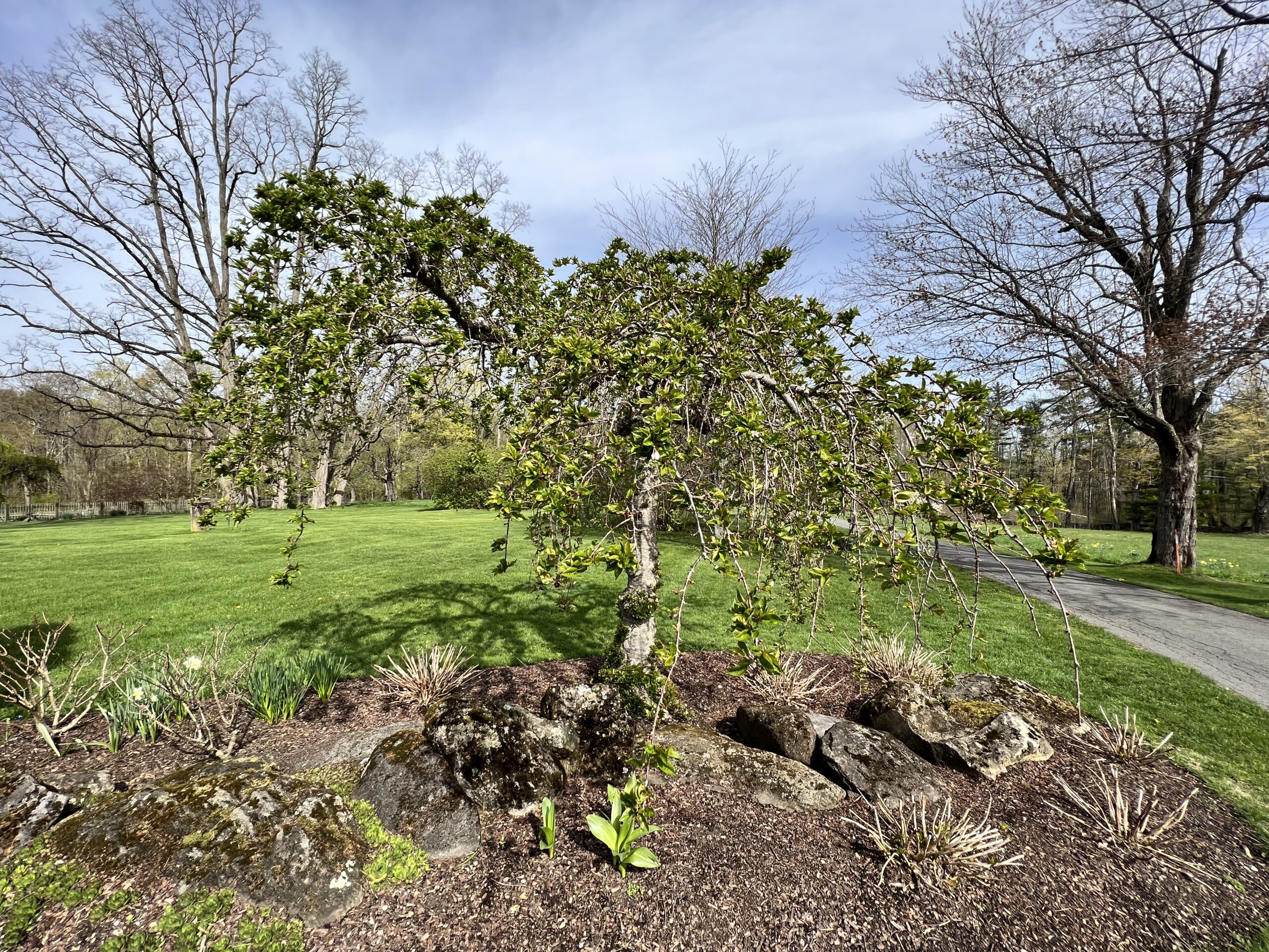 Read more about the article 10 Pruning Tips for Spring Pruning