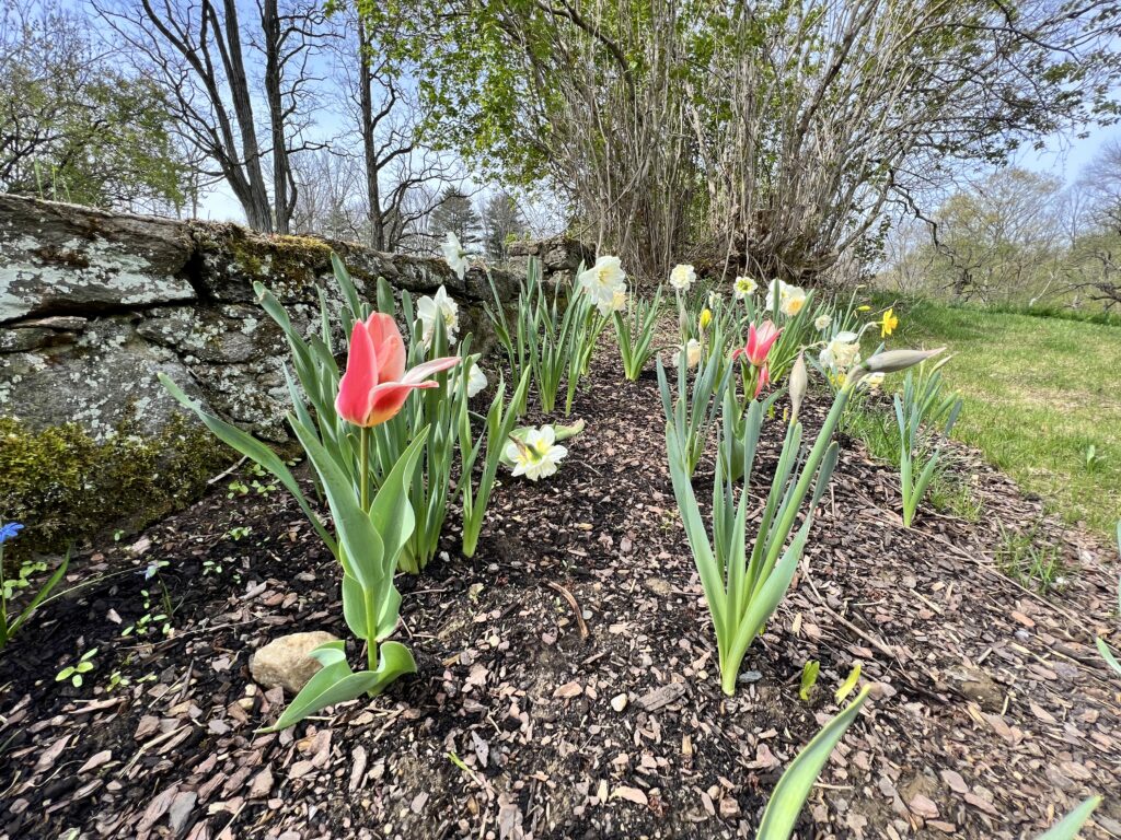 Early Spring Tulips and Daffodils
